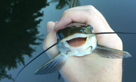 为了一条野生鲶鱼，顶级厨神也是豁出去了！