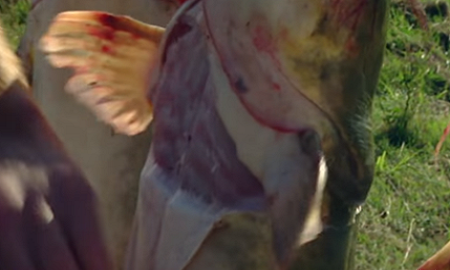 为了一条野生鲶鱼，顶级厨神也是豁出去了！