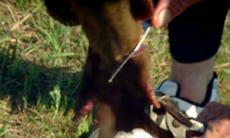 为了一条野生鲶鱼，顶级厨神也是豁出去了！