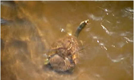 为了一条野生鲶鱼，顶级厨神也是豁出去了！