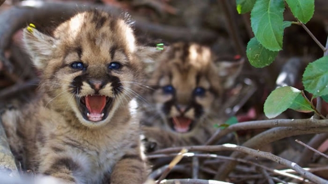 美国加州圣莫尼卡山脉发现5只刚出生的同父异母山狮幼崽