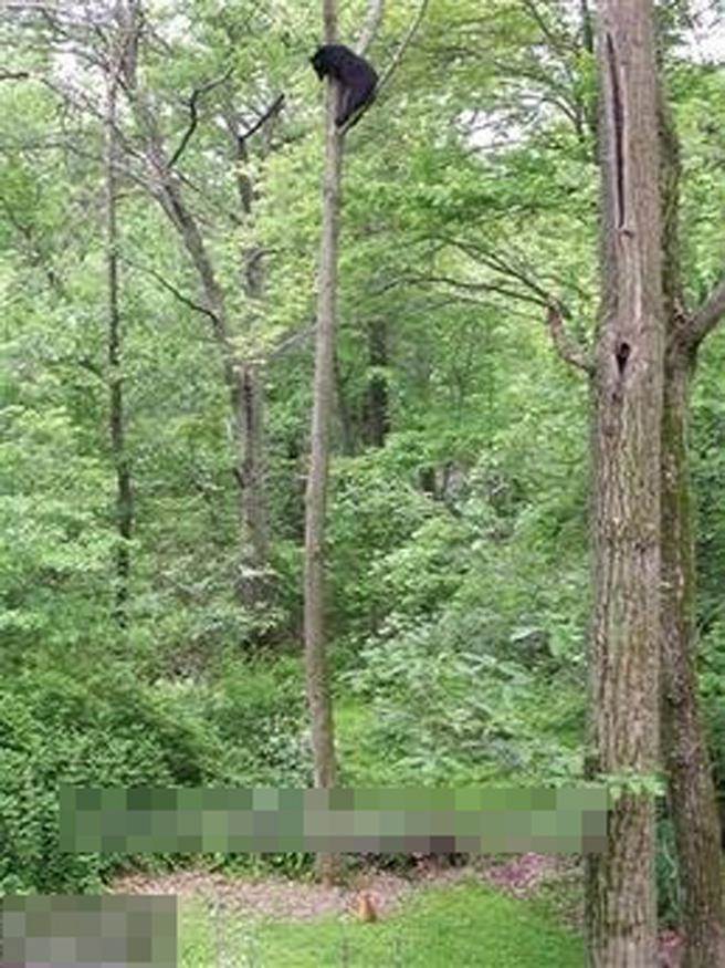 大黑熊趴在树干的顶端，楚楚可怜的看着下面。