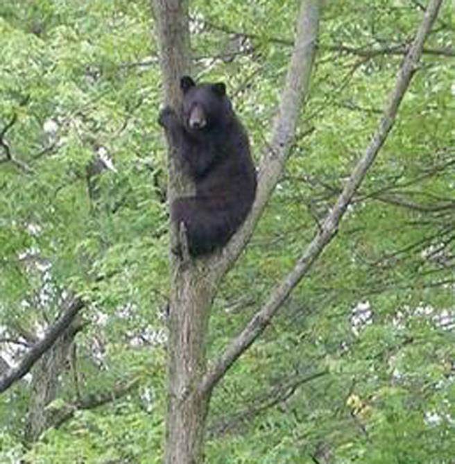 这一熊一猫对峙了大约15分钟。