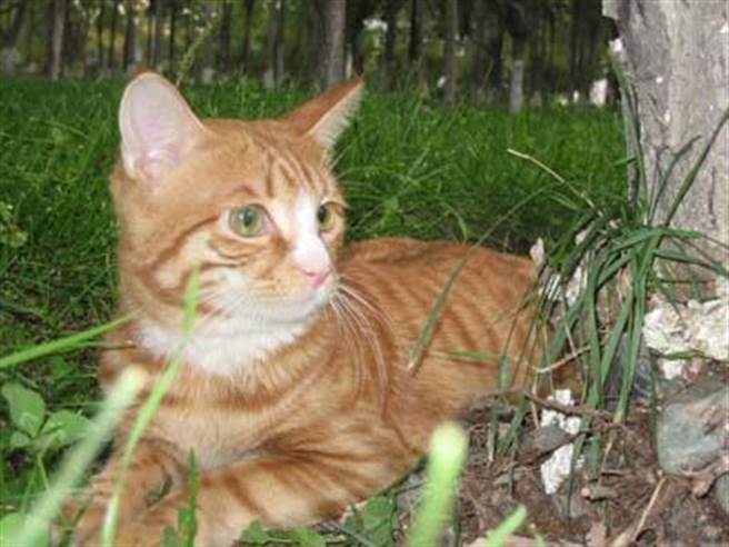 “杰克”具有极其强烈的“地盘意识”。