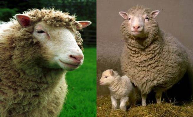 桃莉（图左）是第一个被成功复制的哺乳动物，图右为桃莉和她生的小羊邦妮