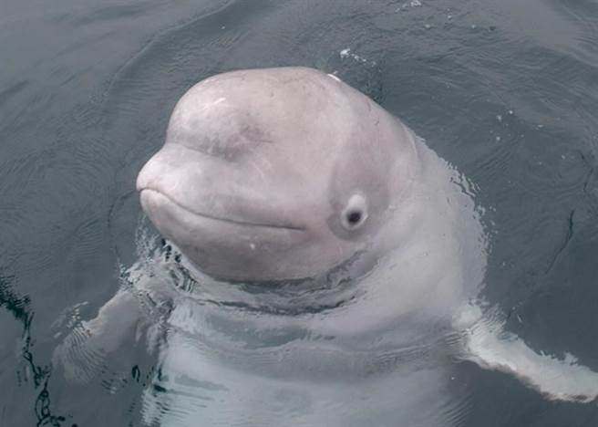 小白鲸在水面探头。