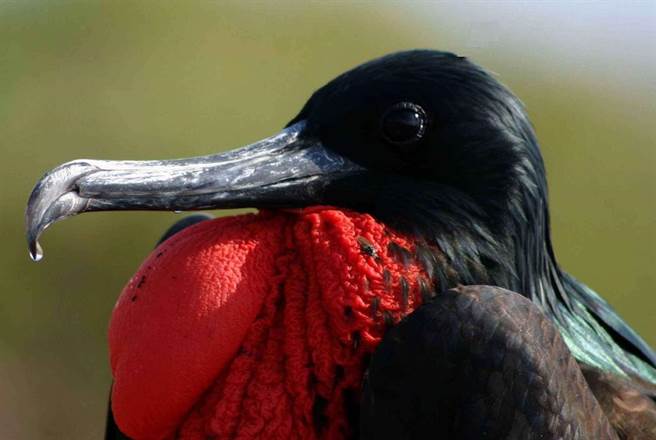 鸟类在飞行过程中会关闭一半大脑