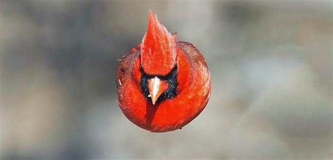 它们在空中小憩的方式出乎科学家意料