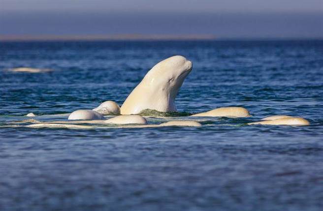 白鲸周围吸引了一大批雌性白鲸，可见它相当受欢迎。