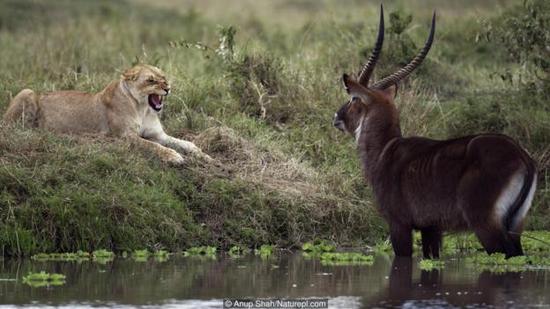 动物们害怕自己的天敌是有道理的。
