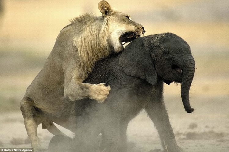 “百兽之王”尽显猎食基因：津巴布韦幼狮速擒小象当大餐