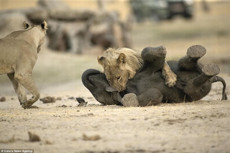 “百兽之王”尽显猎食基因：津巴布韦幼狮速擒小象当大餐