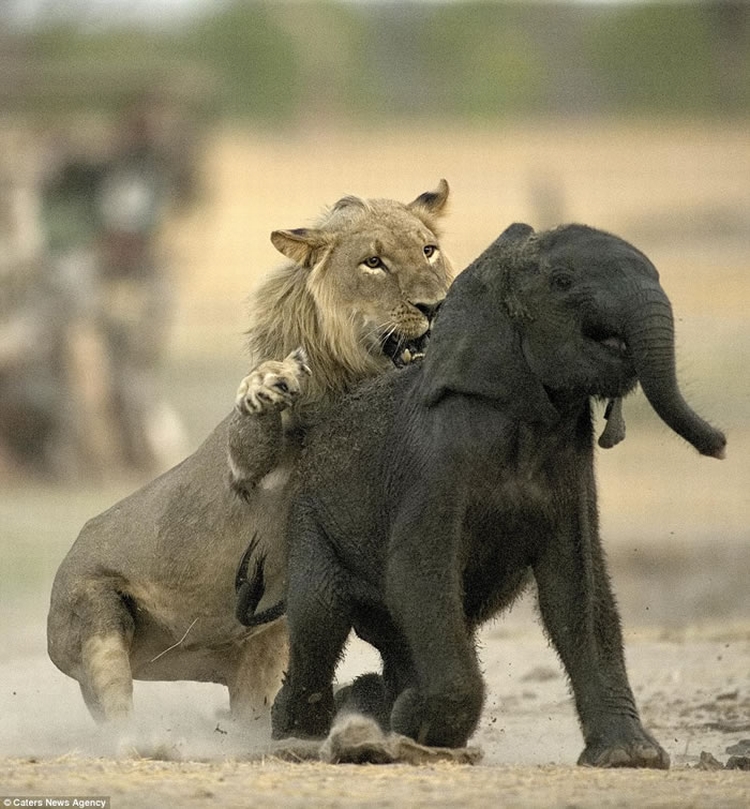 “百兽之王”尽显猎食基因：津巴布韦幼狮速擒小象当大餐