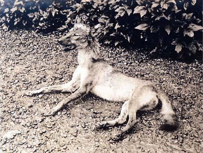 被村民捕获的日本狼 被村民捕获的日本狼