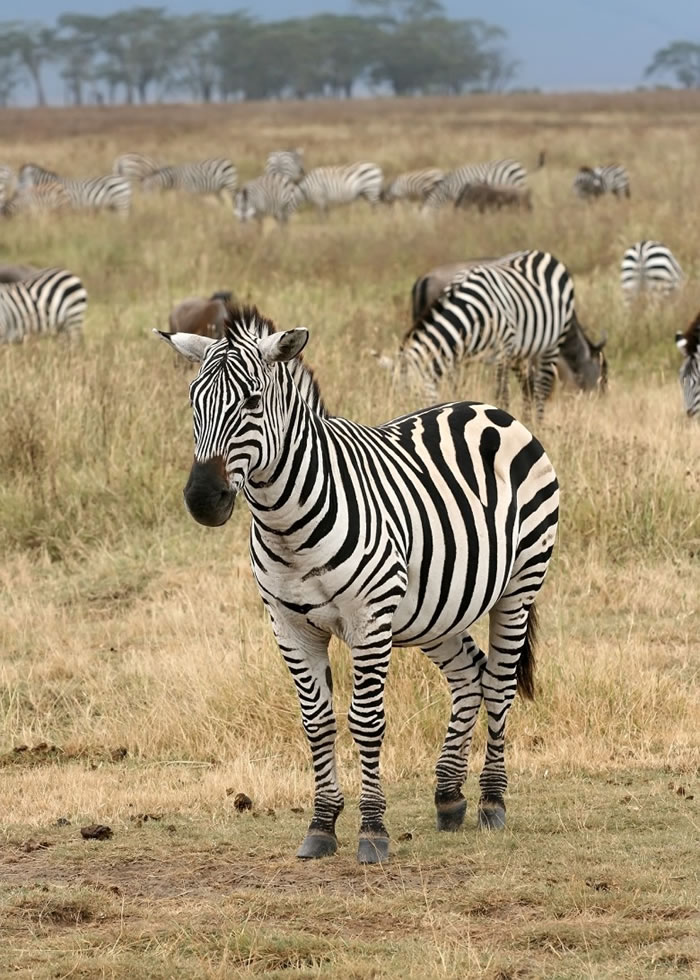 平原斑马因被过量捕猎,故从“无危”升级至“近危”。