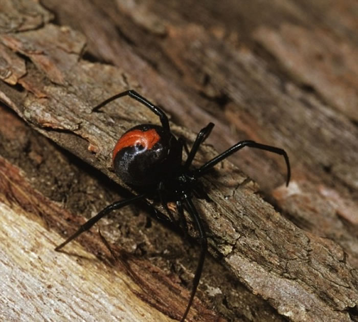 常出现于澳洲的红背蜘蛛,能使被咬的人肌肉无力。