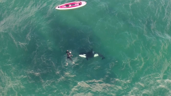 新西兰奥克兰北岸军湾两条杀人鲸对人类尽展友善一面