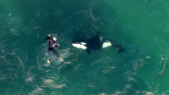 新西兰奥克兰北岸军湾两条杀人鲸对人类尽展友善一面