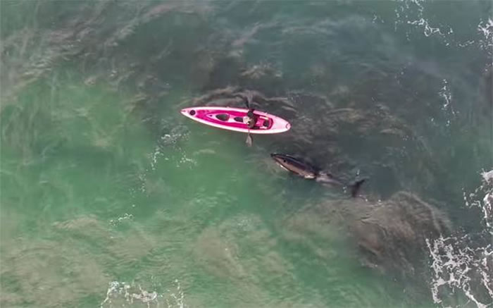 新西兰奥克兰北岸军湾两条杀人鲸对人类尽展友善一面