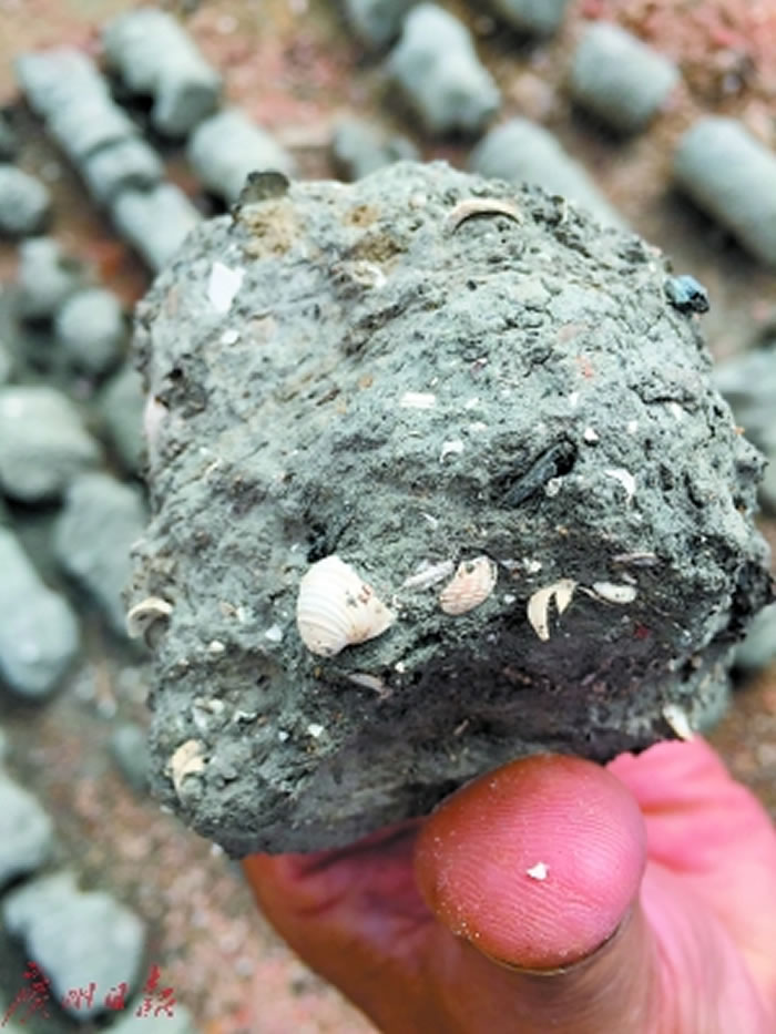 岩芯经雨水冲刷后露出“小贝壳”。