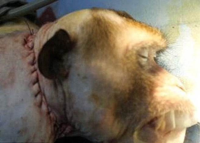 卡纳瓦罗曾为猴子换头