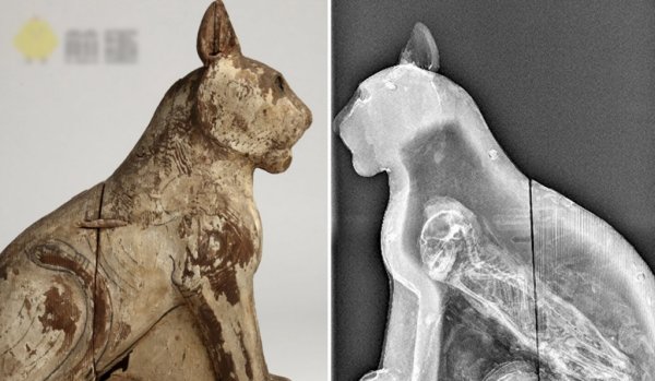 喵星人是如何盯上蓝星人的：谜一般的征服史