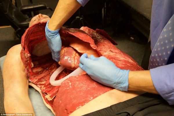 3D打印人体模型，将用于训练外科医生 [慎入]