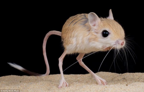 神奇动物在哪里？