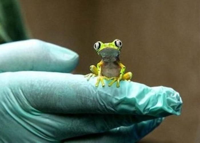 马达加斯加树蛙大多生长在哥斯达黎加和巴拿马的雨林内。