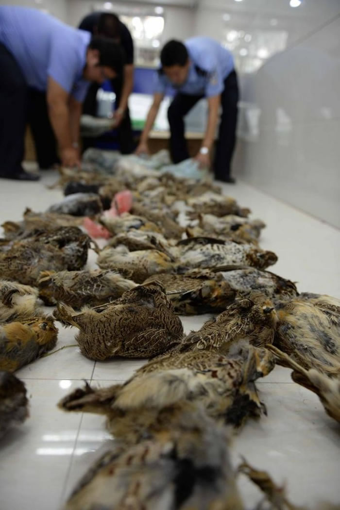 2015年中国黑龙江省警方查获了逾两百磅的熊掌、鹿茸、鹿体和雉鸡。 PHOTOGRAPH BY WANG KAI， XINHUA NEWS AGENCY， RE