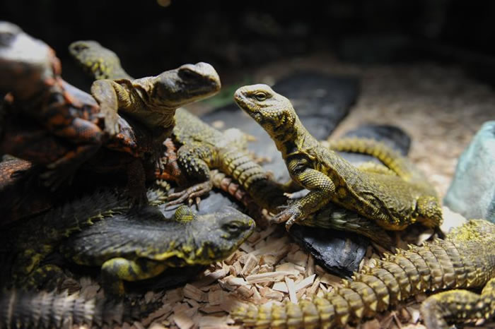 2009年，法国巴黎警方查获了几只多刺尾飞蜥，它们不久后便重回大自然怀抱。 PHOTOGRAPH BY BAPTISTE FENOUIL， REDUX