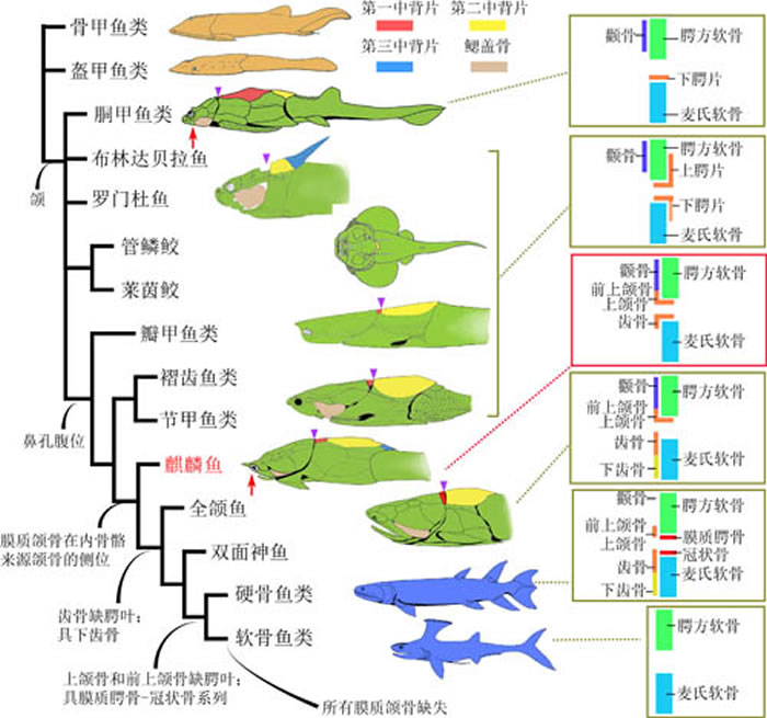 简化的系统发育树,展示了膜质颌骨从盾皮鱼类原颌模式到硬骨鱼类全颌模式的演变序列。棕色身体剪影图代表无颌的有颌类干群(甲胄鱼类),绿色身体剪影图代表有颌的有颌类干