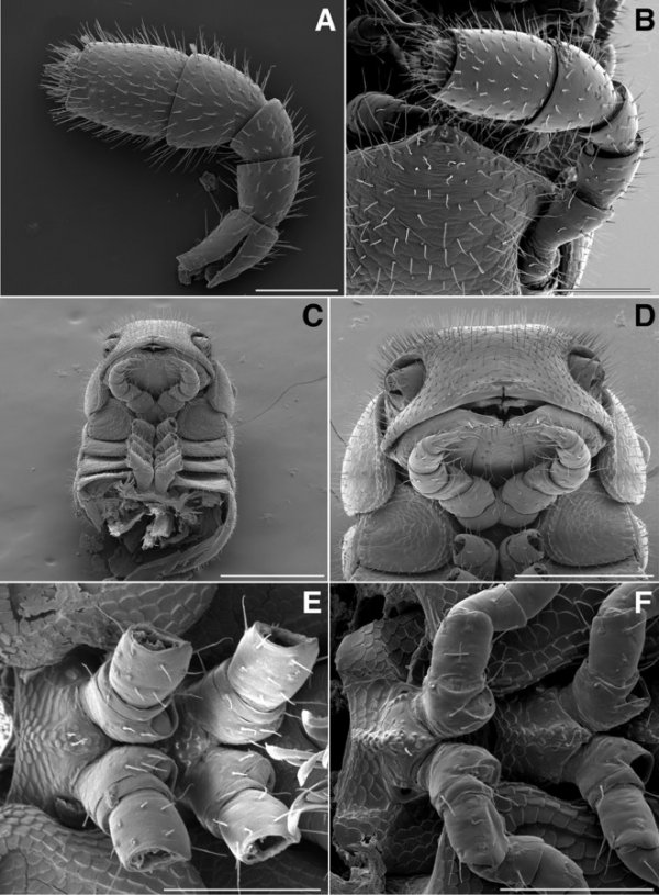 真の腿玩年：有414条腿和4根铅笔的千足虫