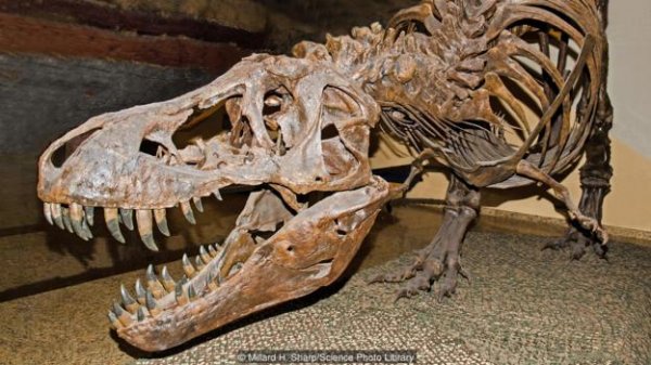 进化论能进化出“龙”吗？