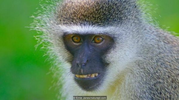 进化论能进化出“龙”吗？