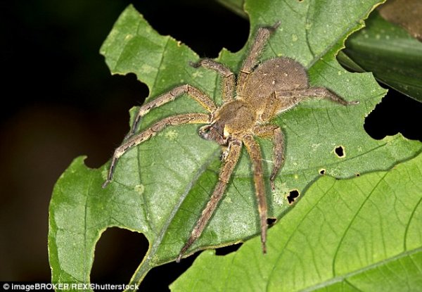 有的毒蜘蛛咬人会让丁丁变大,而有的人丁丁被毒蜘蛛咬了两次