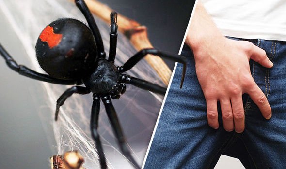 有的毒蜘蛛咬人会让丁丁变大,而有的人丁丁被毒蜘蛛咬了两次