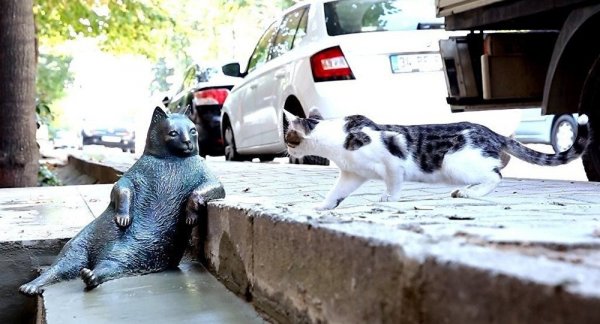 一代名猫Tombili终于拥有了自己的雕像