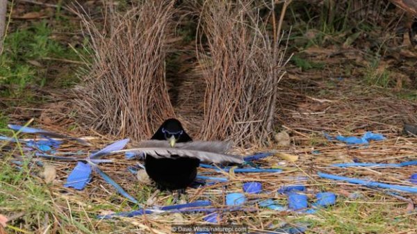 进化论能进化出“龙”吗？