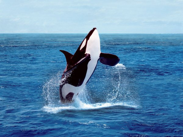 好心办坏事：珍稀逆戟鲸死于卫星追踪器