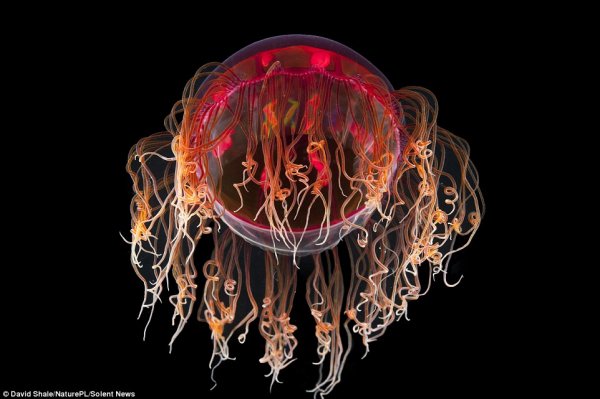 镜头下的神秘深海居民