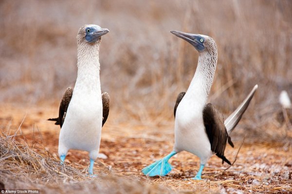 神奇动物在哪里？