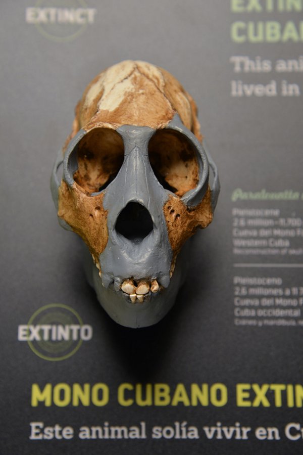 神奇动物在哪里,古巴处处有惊喜