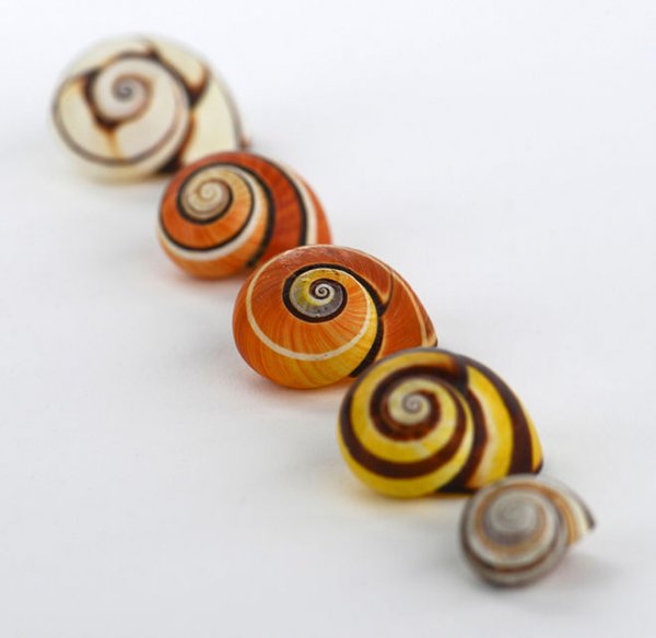 神奇动物在哪里,古巴处处有惊喜