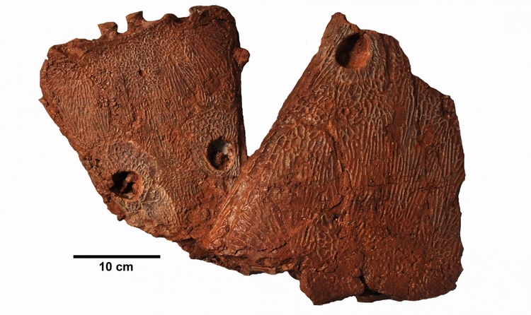 Metoposaurus algarvensis化石