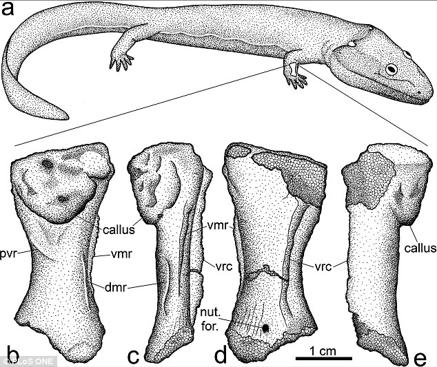 科学家首次证实最早从水中到陆地上生活的脊椎两栖动物源自南半球冈瓦纳大陆