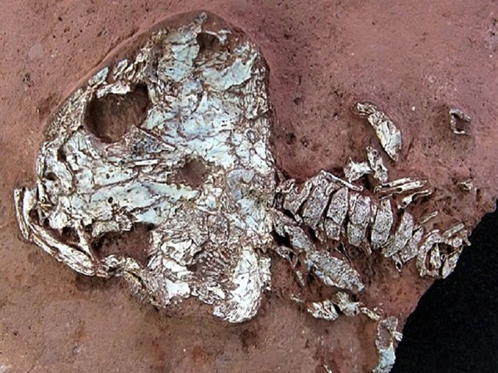 南美最古老爬行动物遗骨旁发现两种2.78亿年前两栖动物化石