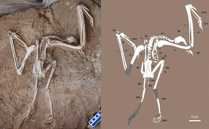 长嘴中新近白兀鹫化石照片和线条图(李志恒供图)