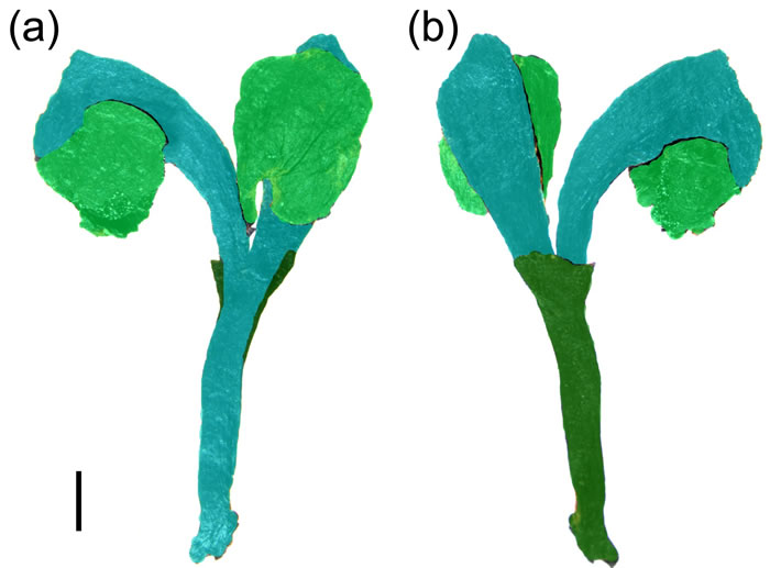 Umkomasia mongolica胚珠器官,绿色示叶性器官,蓝色示枝性器官