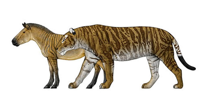 恐剑齿虎与其主要猎物平齿三趾马的体型对比(陈瑜绘)